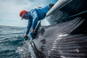 Tecnología Shimano: Equipando al Pescador Mexicano para el Éxito